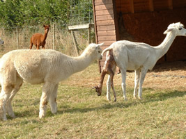 The older girls in the herd will often try to help out at the birth.  The younger girls just tend to be nosey.  Our rule of thumb is - if the cria gets stuck at any point in the birthing process for 20mins, call the vet!  If you're confident to try, rubber gloves and lashings of lubricant can make all the difference.  Not in this case however - the whole process took less than 2mins.